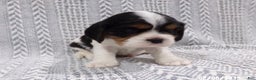 Cavalier King Charles Spaniel dogs for sale: Cavalier King Charles Spaniel Puppy 1 - Ad 3