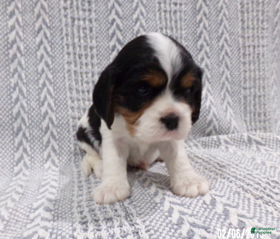 Cavalier King Charles Spaniel dogs for sale: Cavalier King Charles Spaniel Puppy 1 - Ad 3