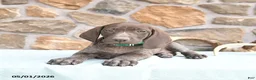 German Shorthaired Pointer dogs for sale: Fancy - Ad 3
