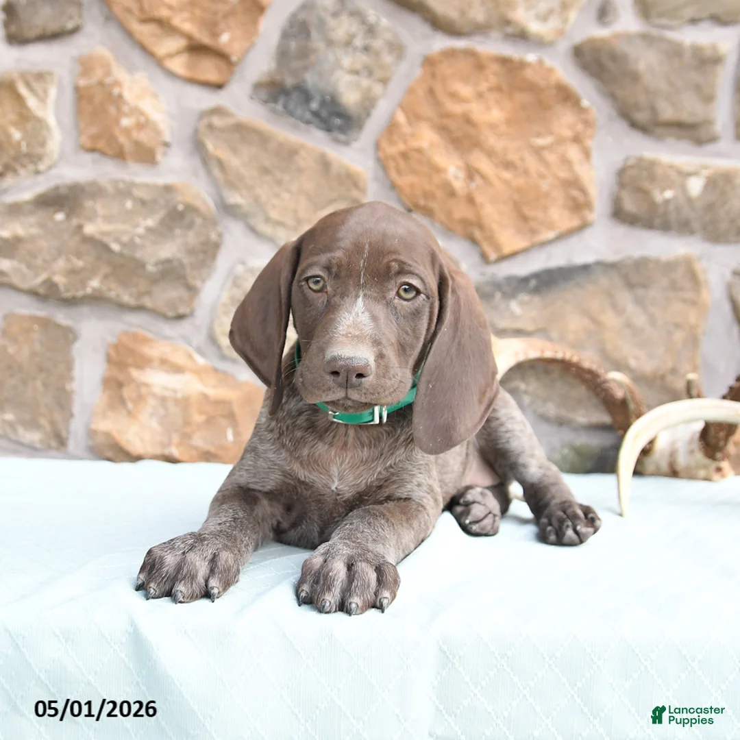 German Shorthaired Pointer dogs for sale: Fancy - Ad 3