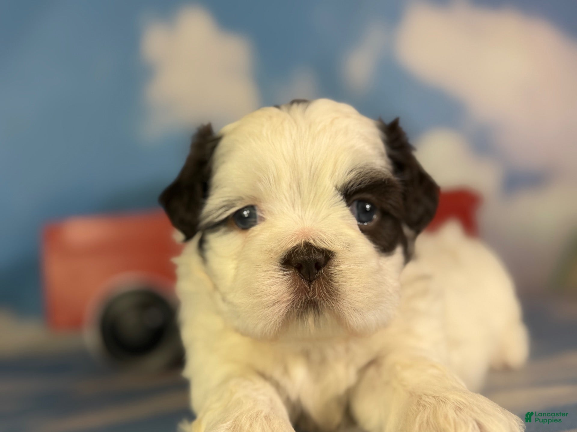 Shih Tzu dogs ACA Reese - Ad 2