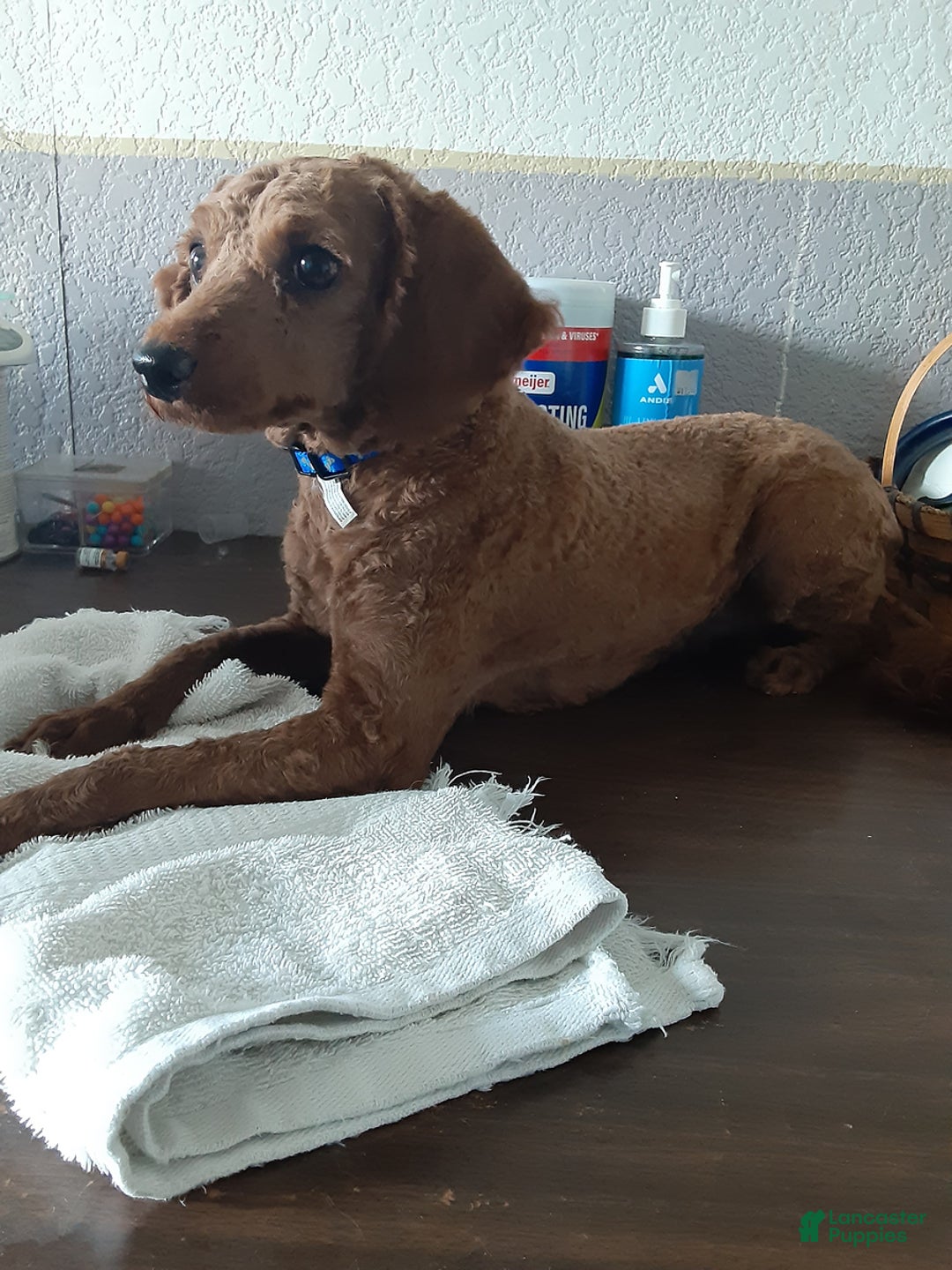 Bichpoo dogs for sale: Dane - Ad 8