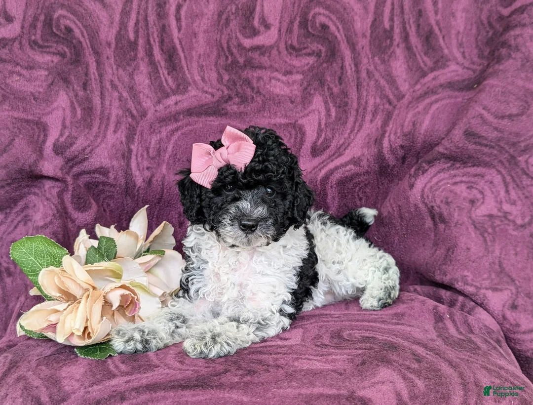 Toy Poodle dogs for sale: Emilie 7 lbs full grown - Ad 6