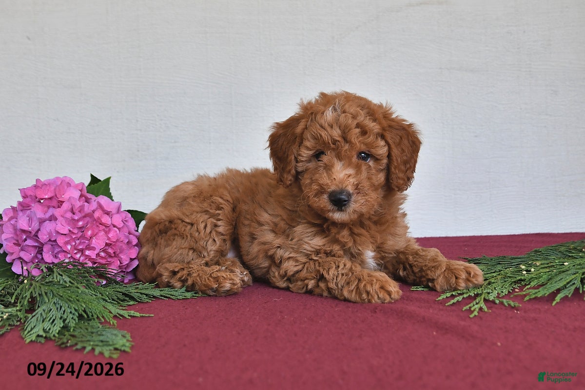 Mini Goldendoodle dogs Jefferson - Ad 2