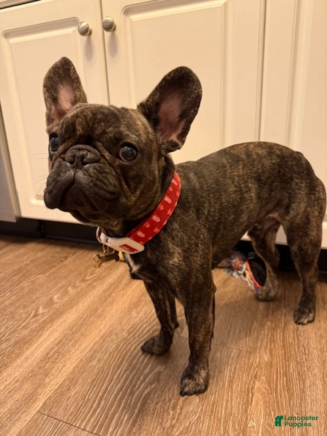 French Bulldog dogs for sale: French Bulldog Puppy 1 - Ad 4