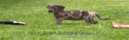 Great Dane dogs for sale: Melinda  - Ad 3