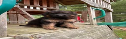 German Shepherd dogs for sale: Benny - Ad 5