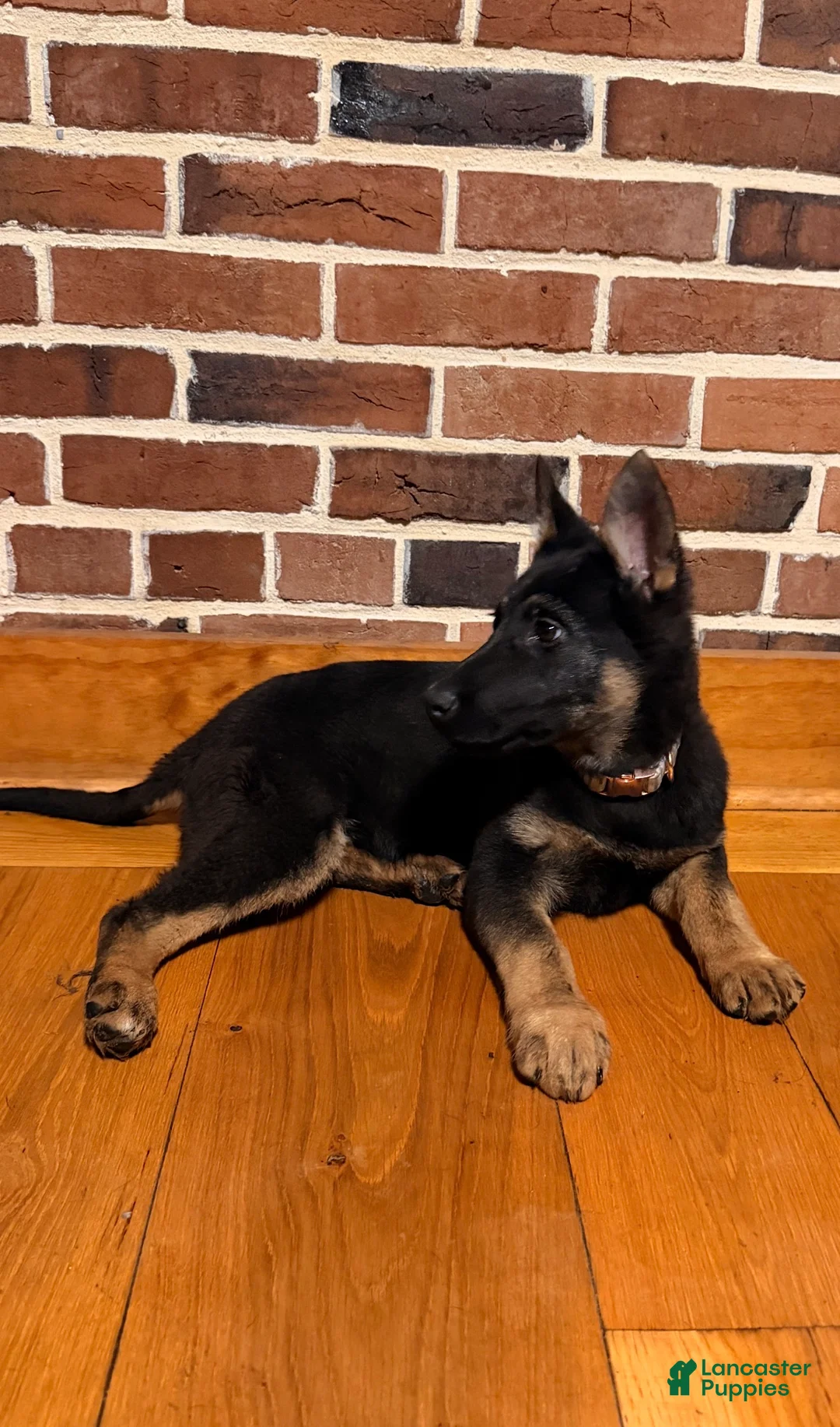 German Shepherd dogs for sale: Lena  - Ad 3