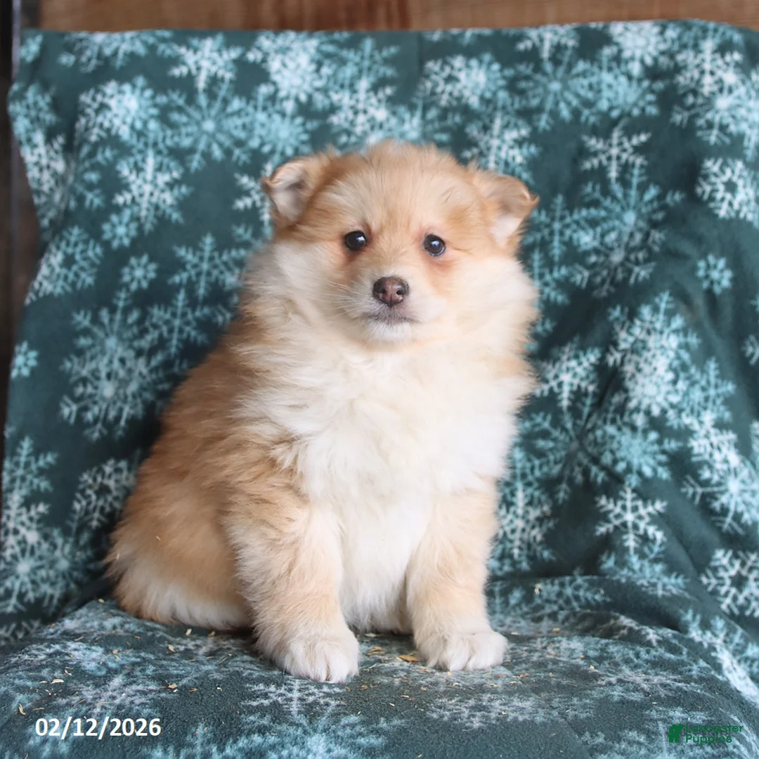 Pomsky dogs for sale: Lincoln - Ad 1