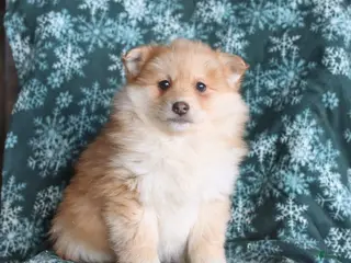 Pomsky dogs Lincoln - Ad 30