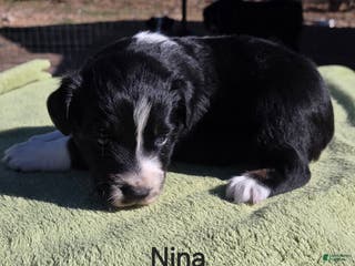 Australian Shepherd dogs Nina - Ad 20