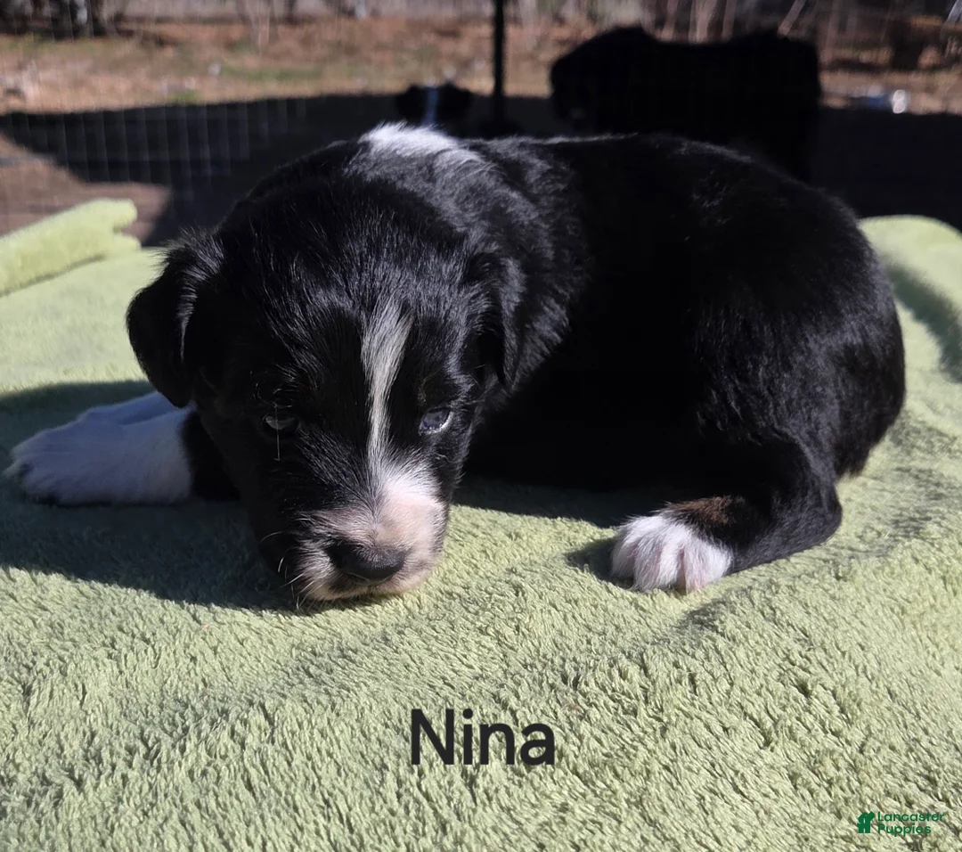 Australian Shepherd dogs for sale: Nina - Ad 1