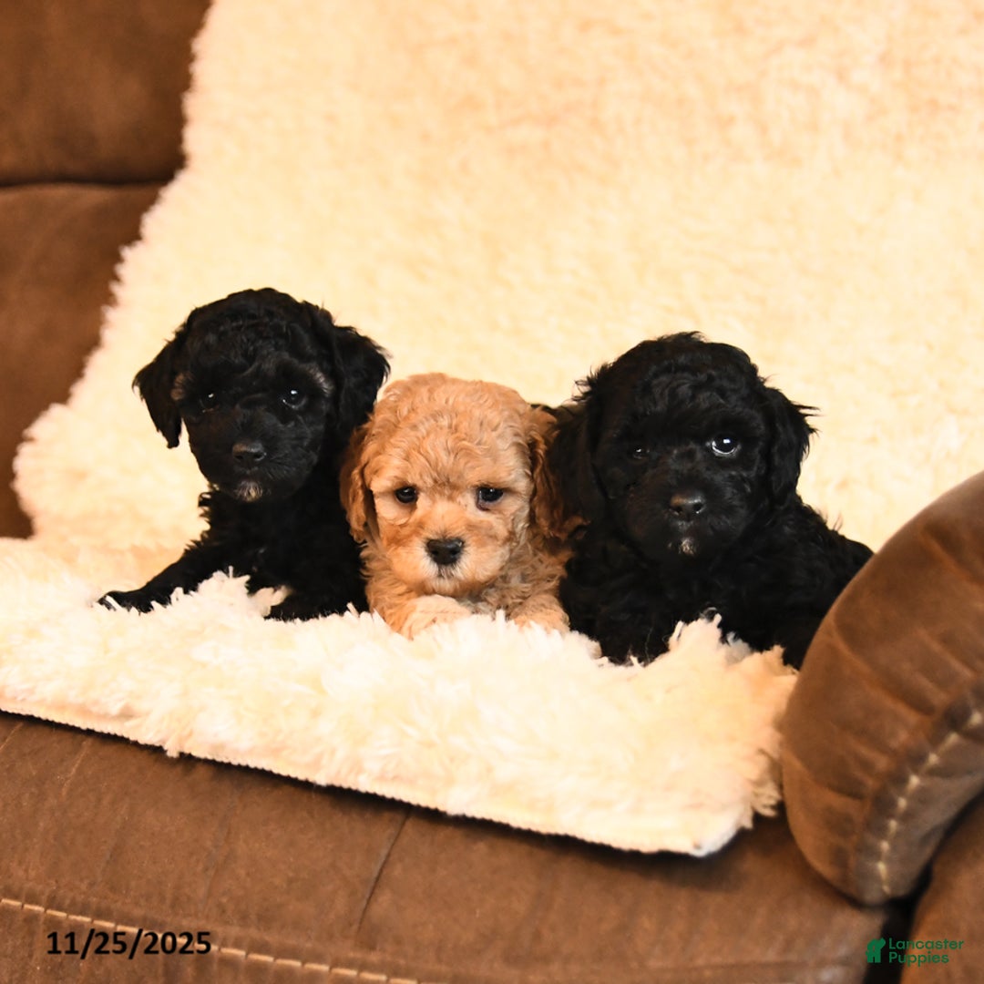 Toy Poodle dogs for sale: Buddy - Ad 5