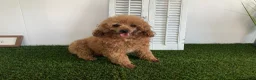 Miniature Poodle dogs for sale: RENEE - Ad 7