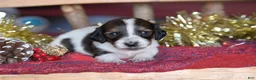 Dachshund dogs for sale: Princess - Ad 1