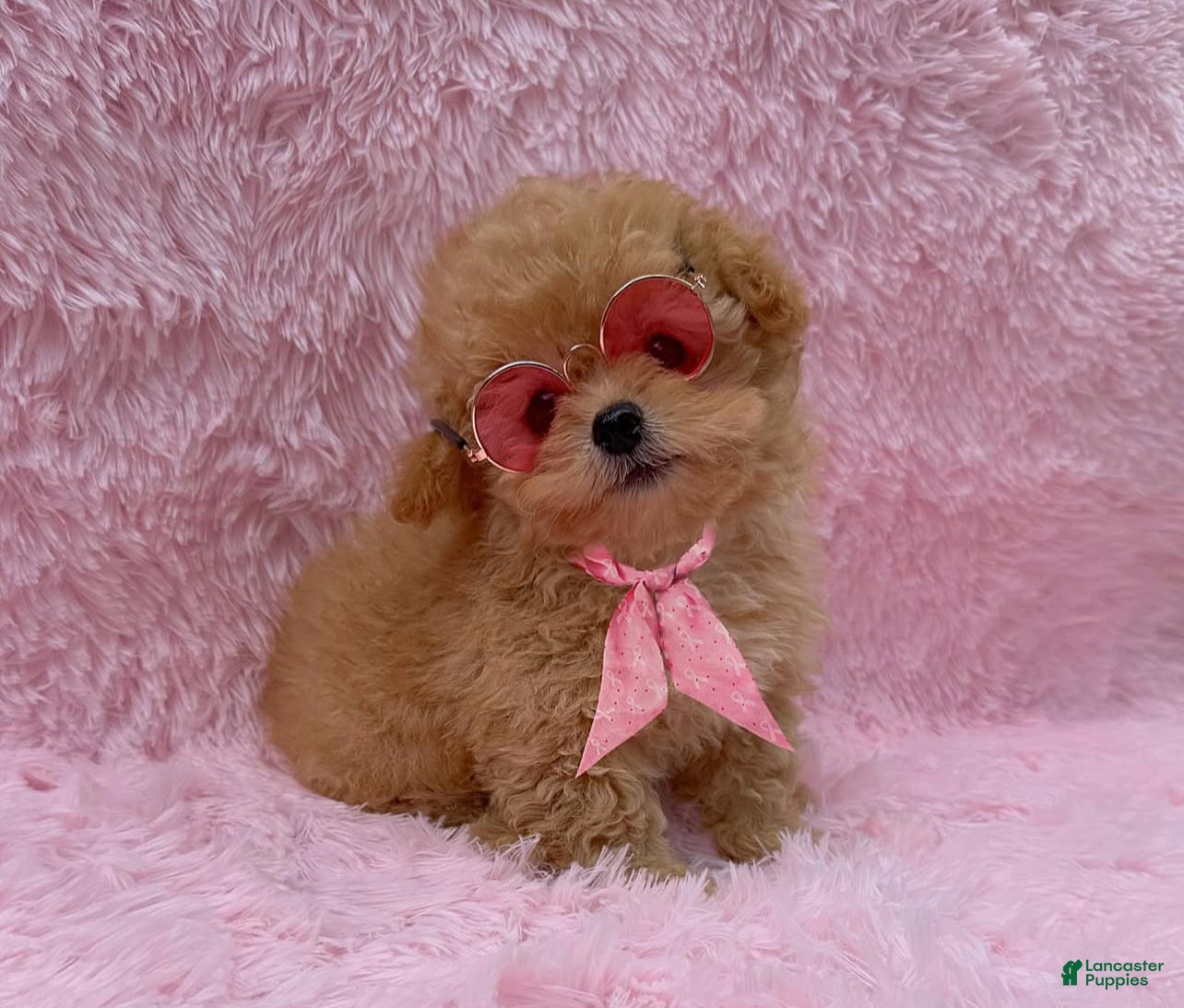 Toy Poodle dogs Sunny  - Ad 1