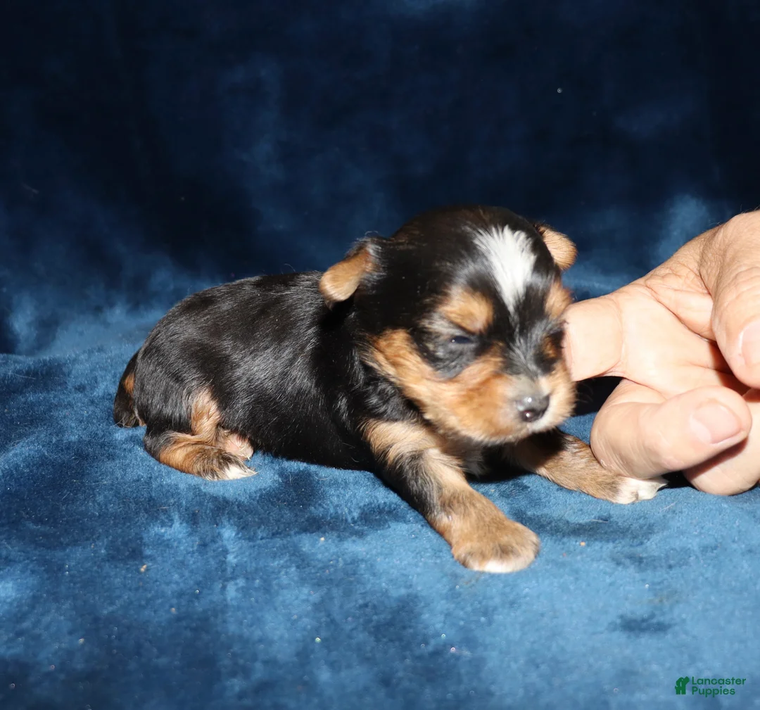 Yorkshire Terrier dogs for sale: Allen - Ad 2