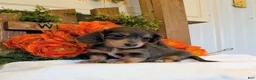 Miniature Dachshund dogs for sale: Miniature Dachshund Puppy 5 - Ad 1