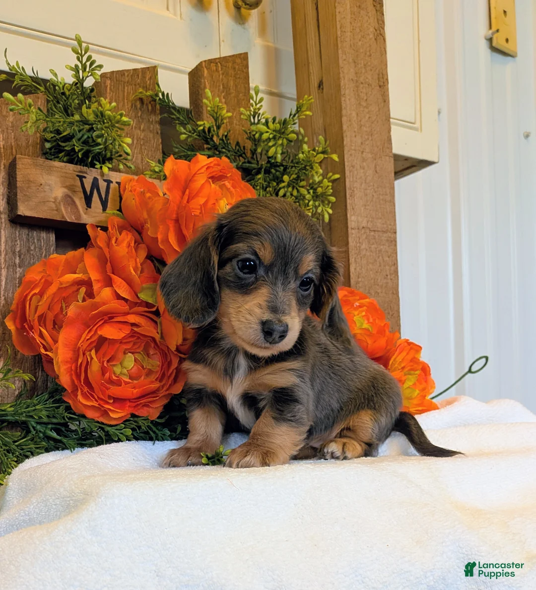 Miniature Dachshund dogs for sale: Miniature Dachshund Puppy 5 - Ad 1