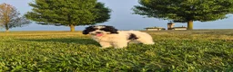 Cockapoo dogs for sale: Izzy - Ad 4