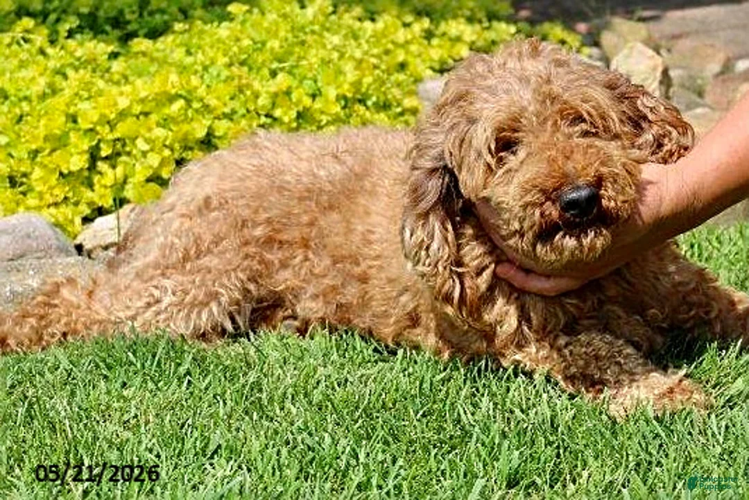 Miniature Poodle dogs for sale: Max - Ad 11