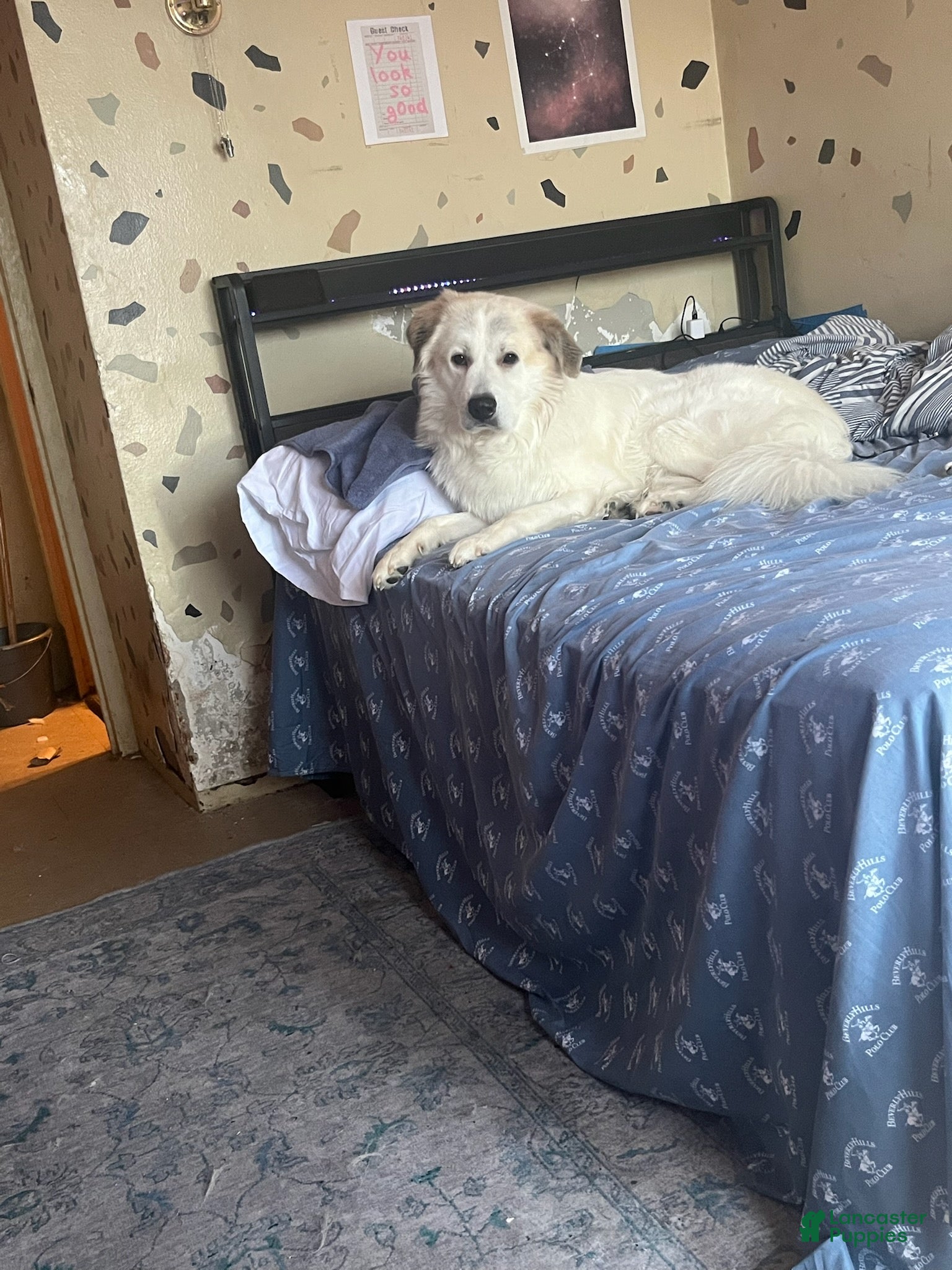 Great Pyrenees dogs Gohan - Ad 2
