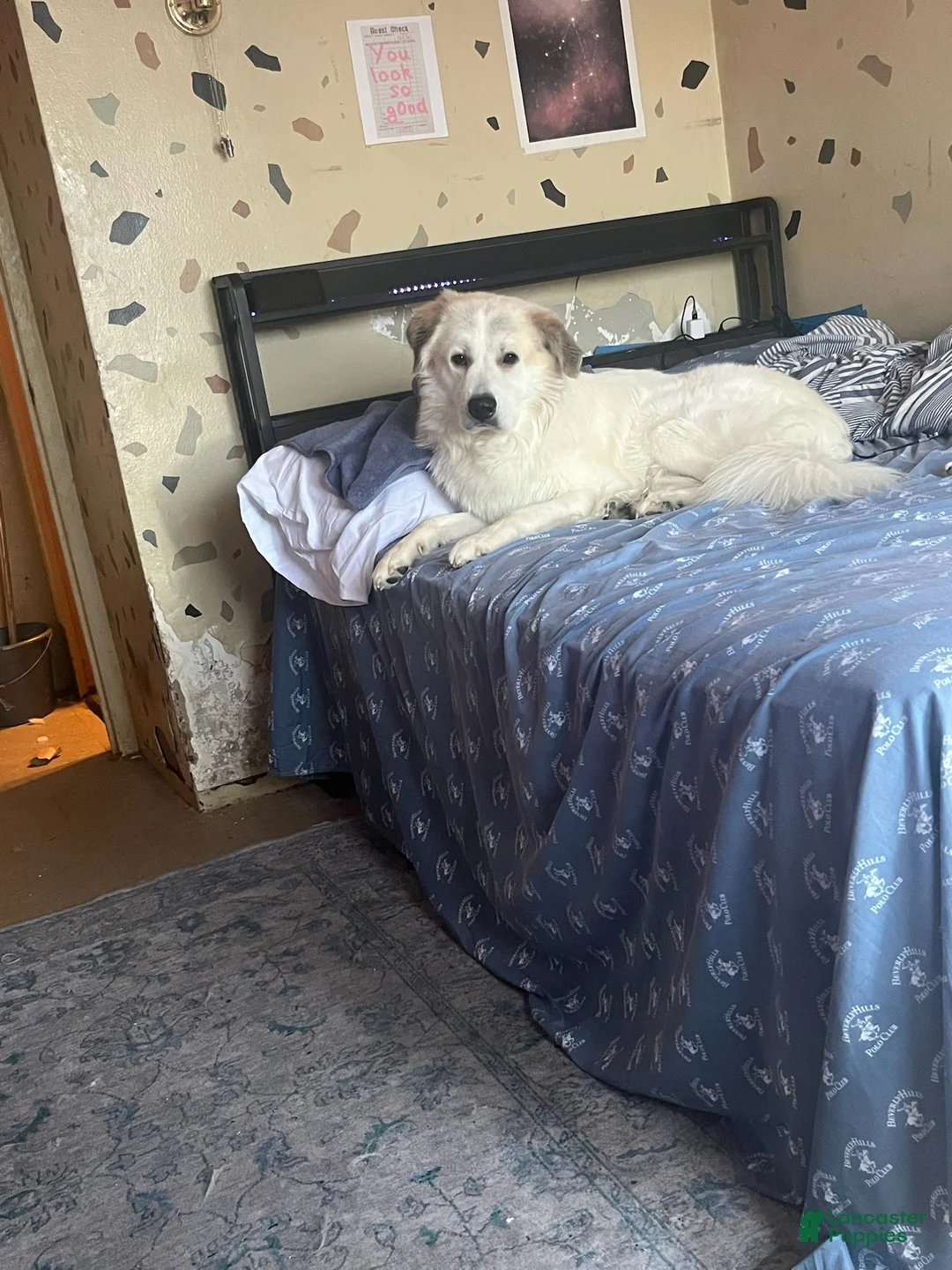 Great Pyrenees dogs for sale: Gohan - Ad 2
