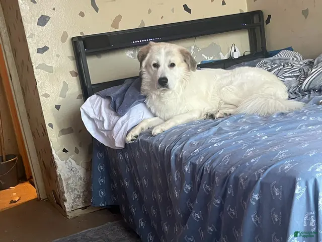 Great Pyrenees dogs for sale: Gohan - Ad 2