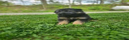 German Shepherd dogs for sale: Max - Ad 4