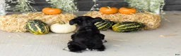 Miniature Schnauzer dogs for sale: Sam  - Ad 4