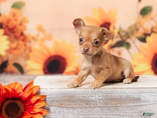 Chihuahua dogs - Ad 26