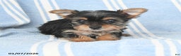 Yorkshire Terrier dogs for sale: Tina - Ad 4