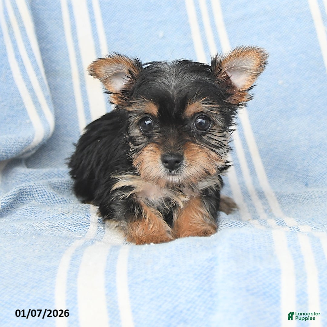 Yorkshire Terrier dogs for sale: Tina - Ad 4