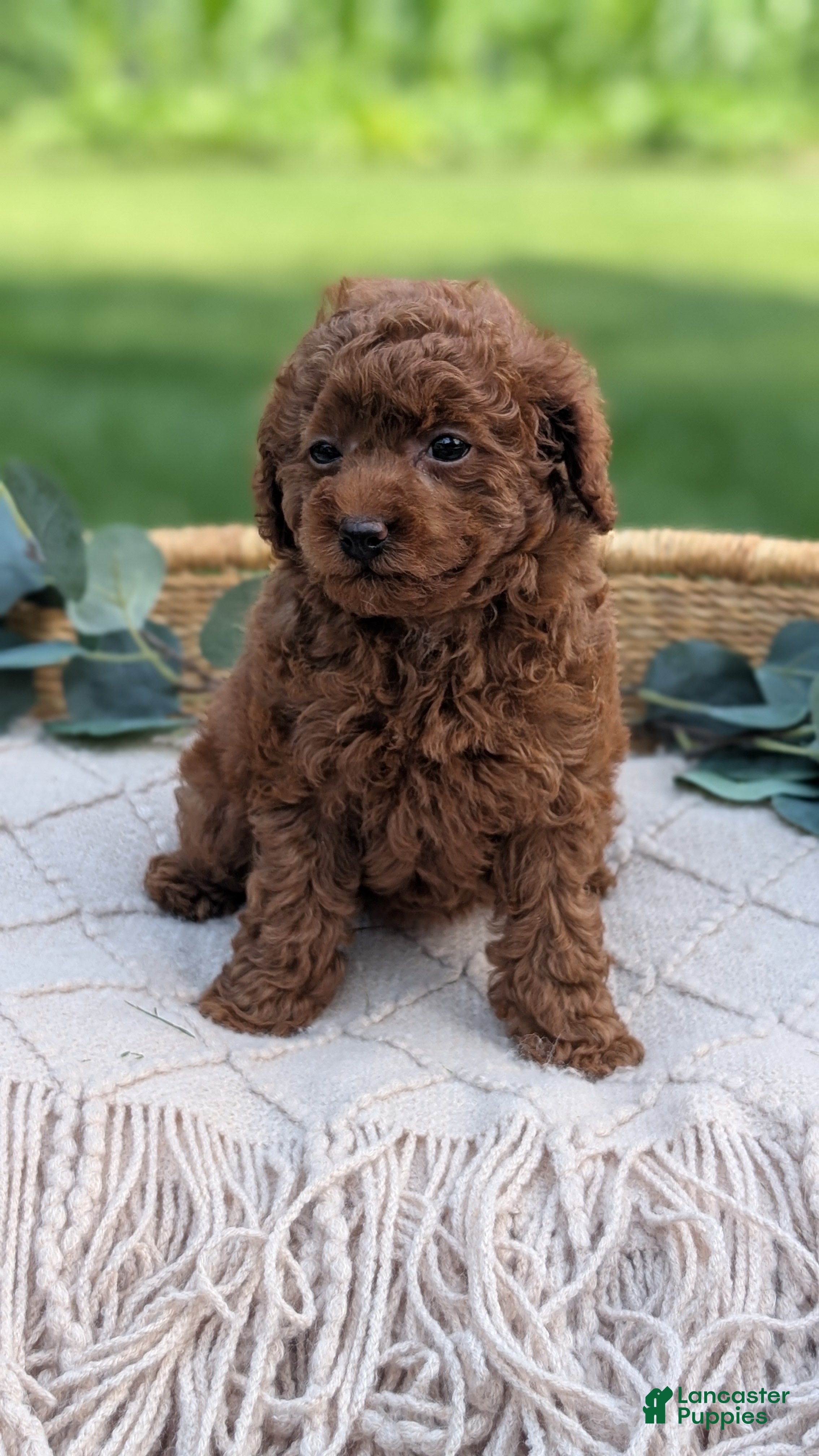 Toy Poodle dogs Chloe - Ad 2