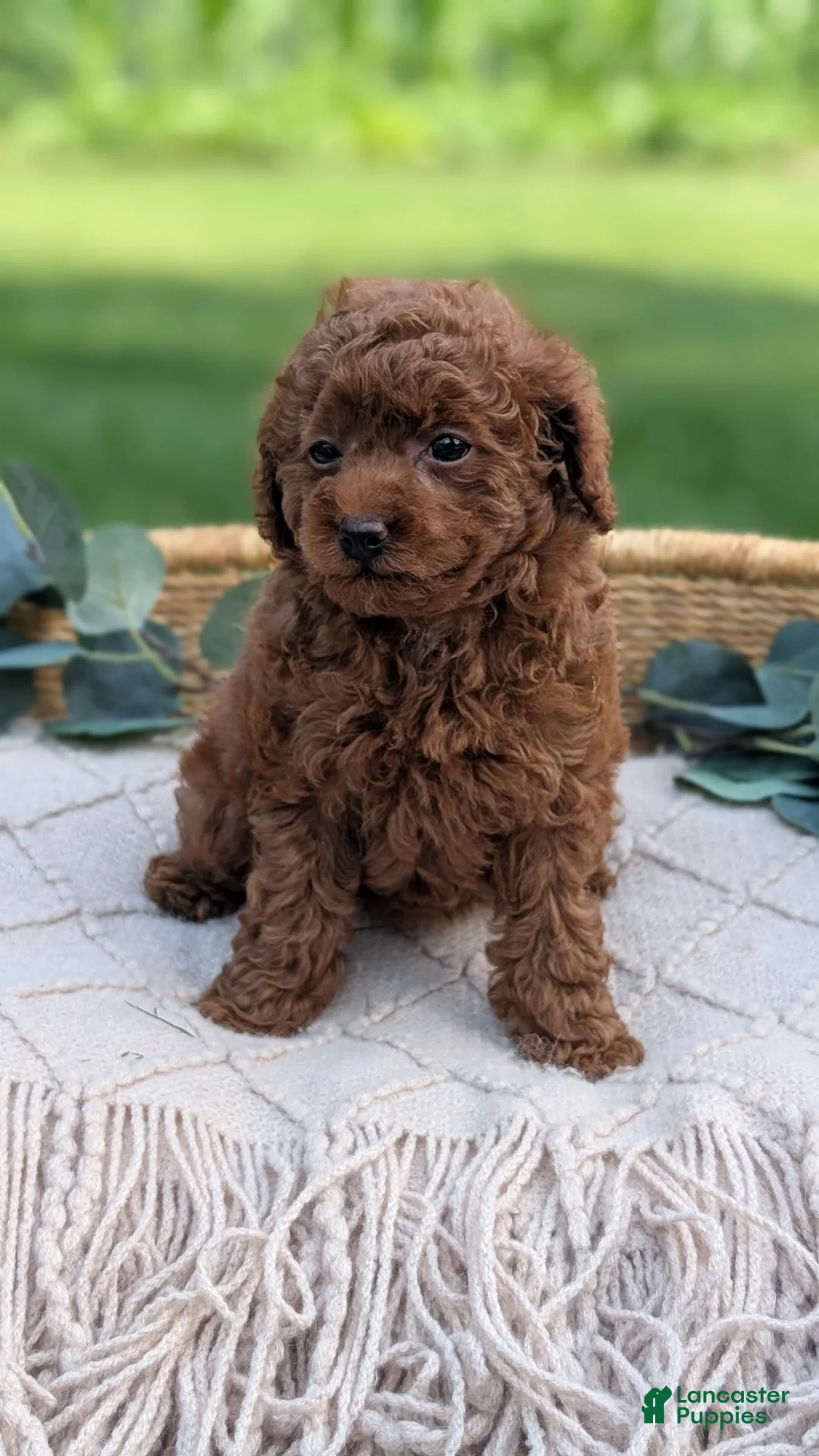 Toy Poodle dogs for sale: Chloe - Ad 2
