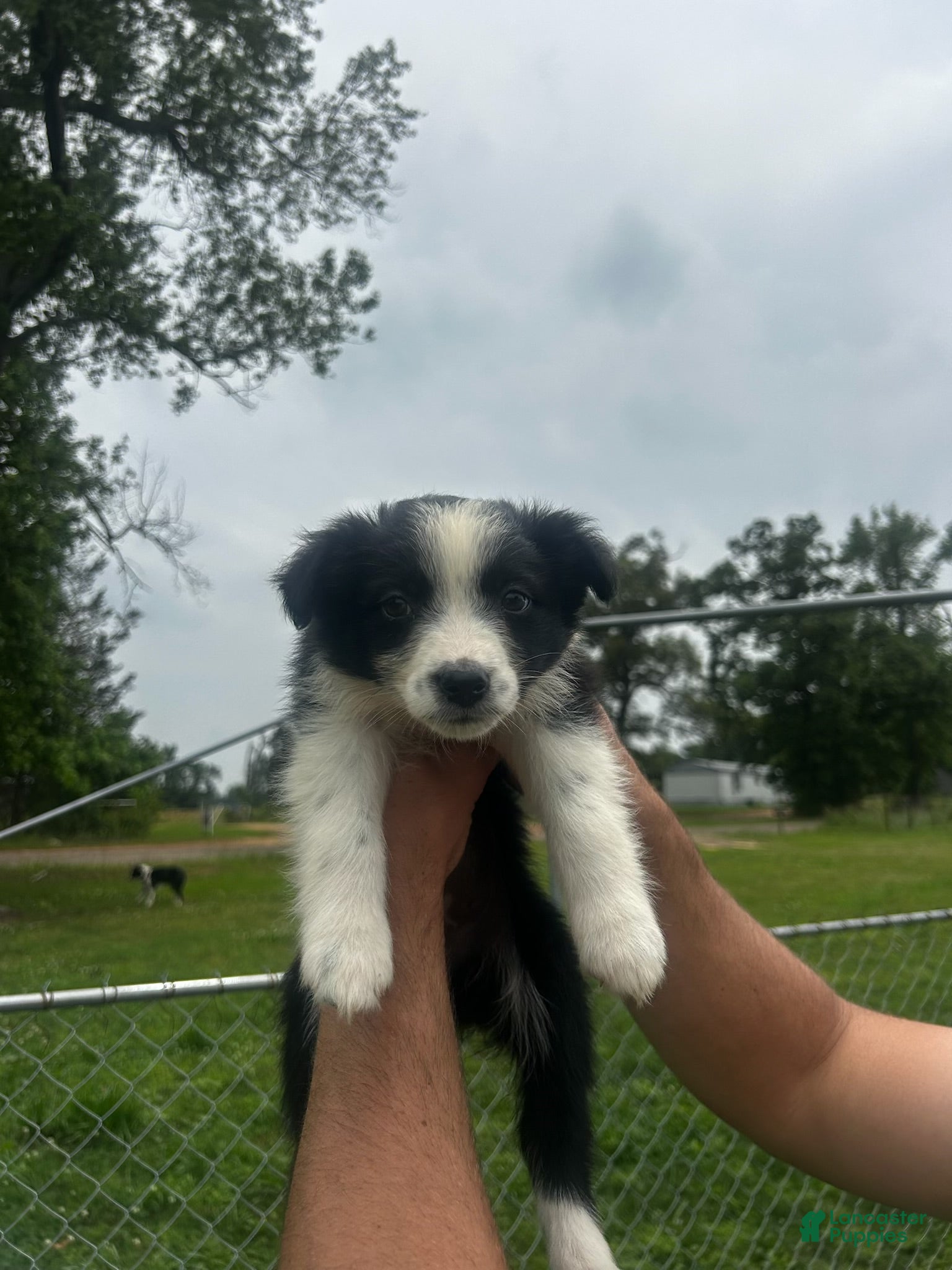 Australian Shepherd dogs for sale: Australian Shepherd Puppy 5 - Ad 1