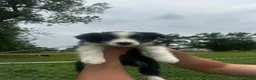 Australian Shepherd dogs for sale: Australian Shepherd Puppy 5 - Ad 1