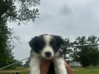 Australian Shepherd dogs for sale: Australian Shepherd Puppy 5 - Ad 1