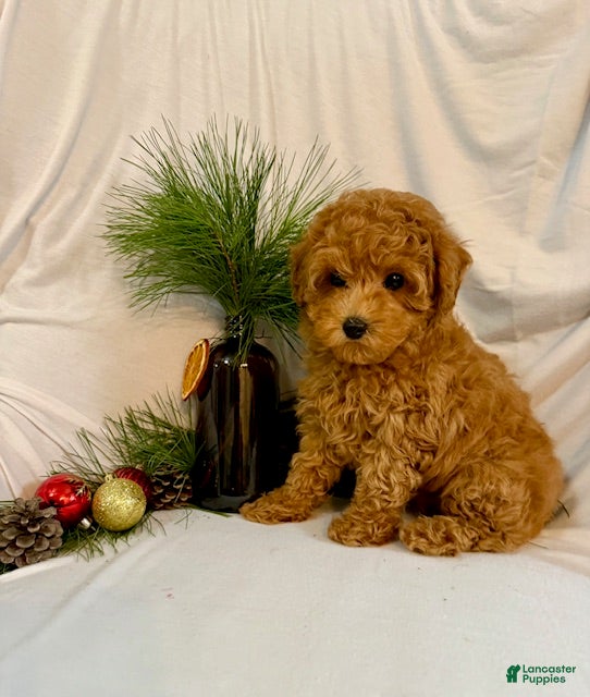 Toy Poodle dogs Grant - Ad 1