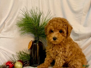 Toy Poodle dogs Grant - Ad 39