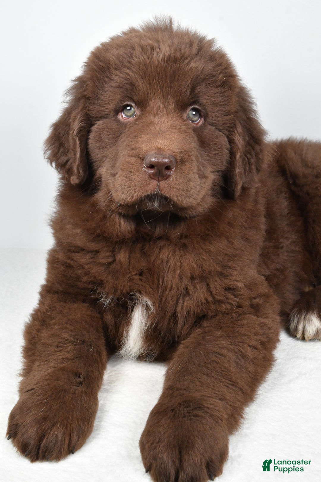 Newfoundland dogs for sale: Bailey - Ad 4