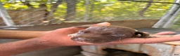 German Shorthaired Pointer dogs for sale: German Shorthaired Pointer 6 - Ad 2