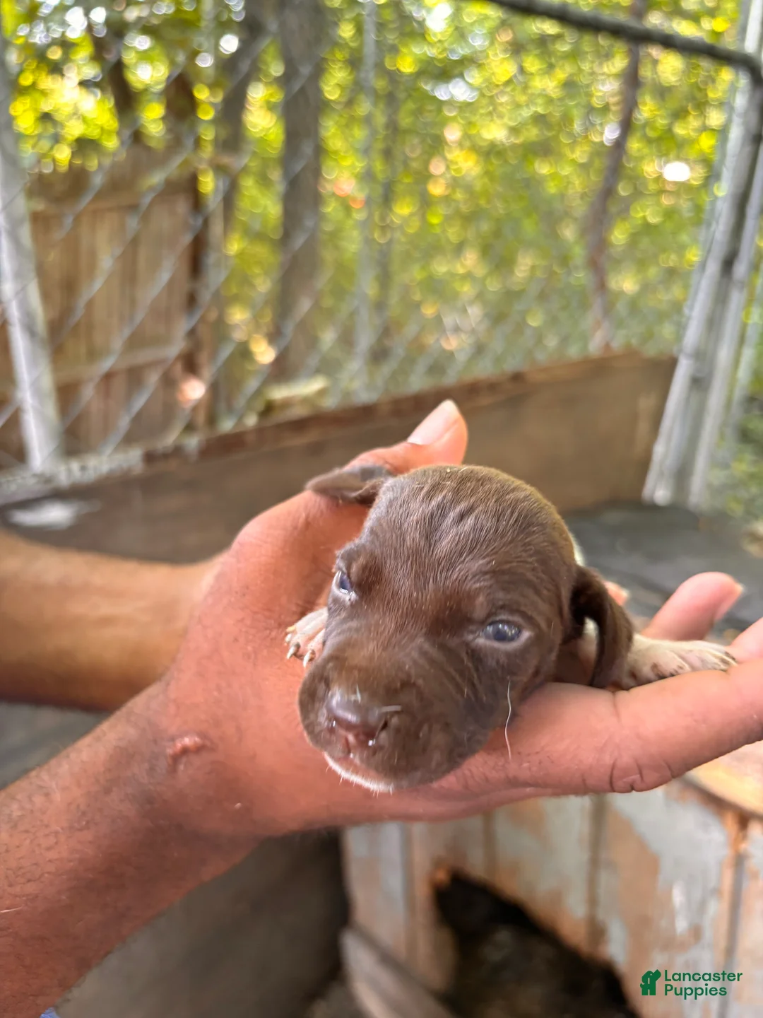 German Shorthaired Pointer dogs for sale: German Shorthaired Pointer 6 - Ad 2