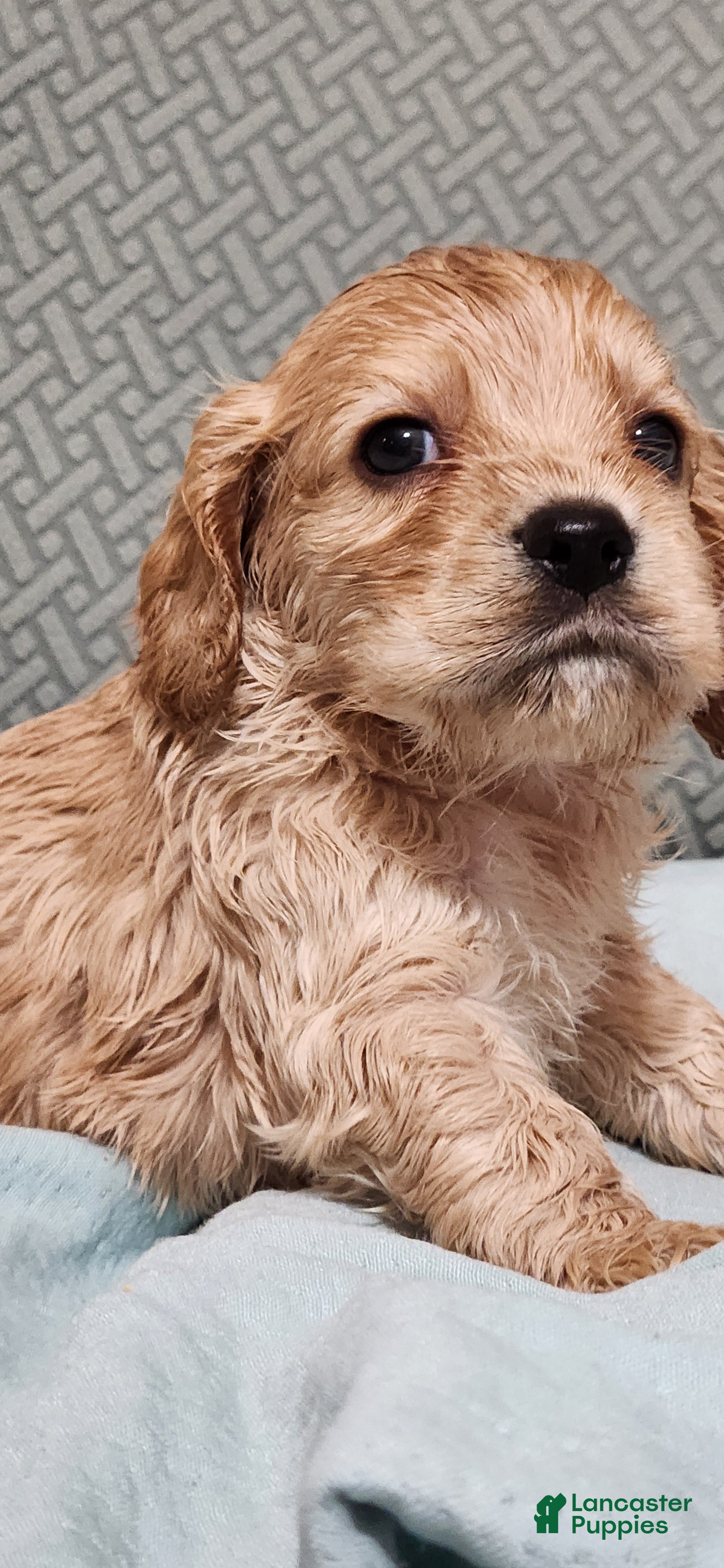 Cocker Spaniel dogs Cocker Spaniel 4 - Ad 1