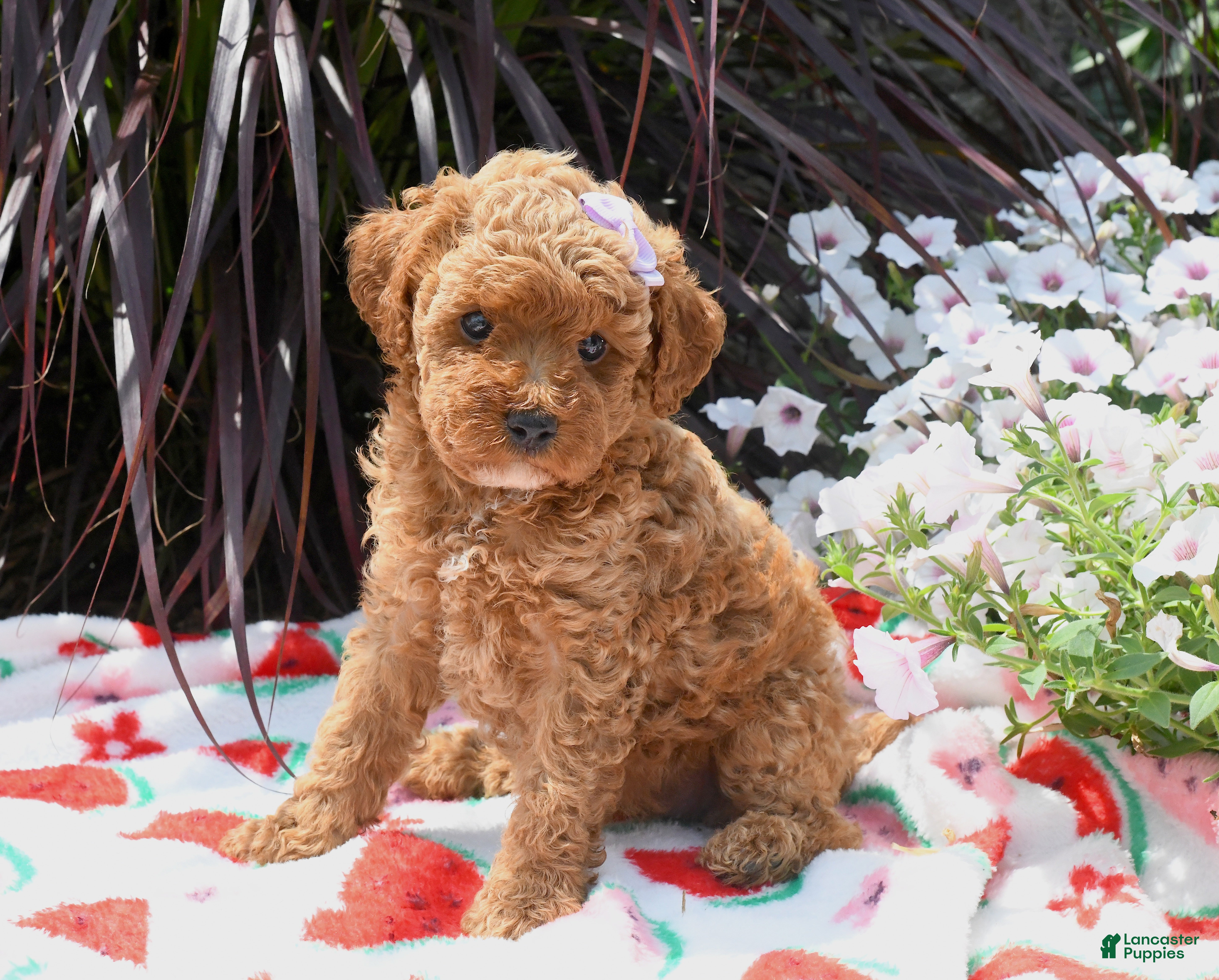 Miniature Poodle dogs Bethlin - Ad 2