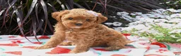 Miniature Poodle dogs for sale: Bethlin - Ad 2