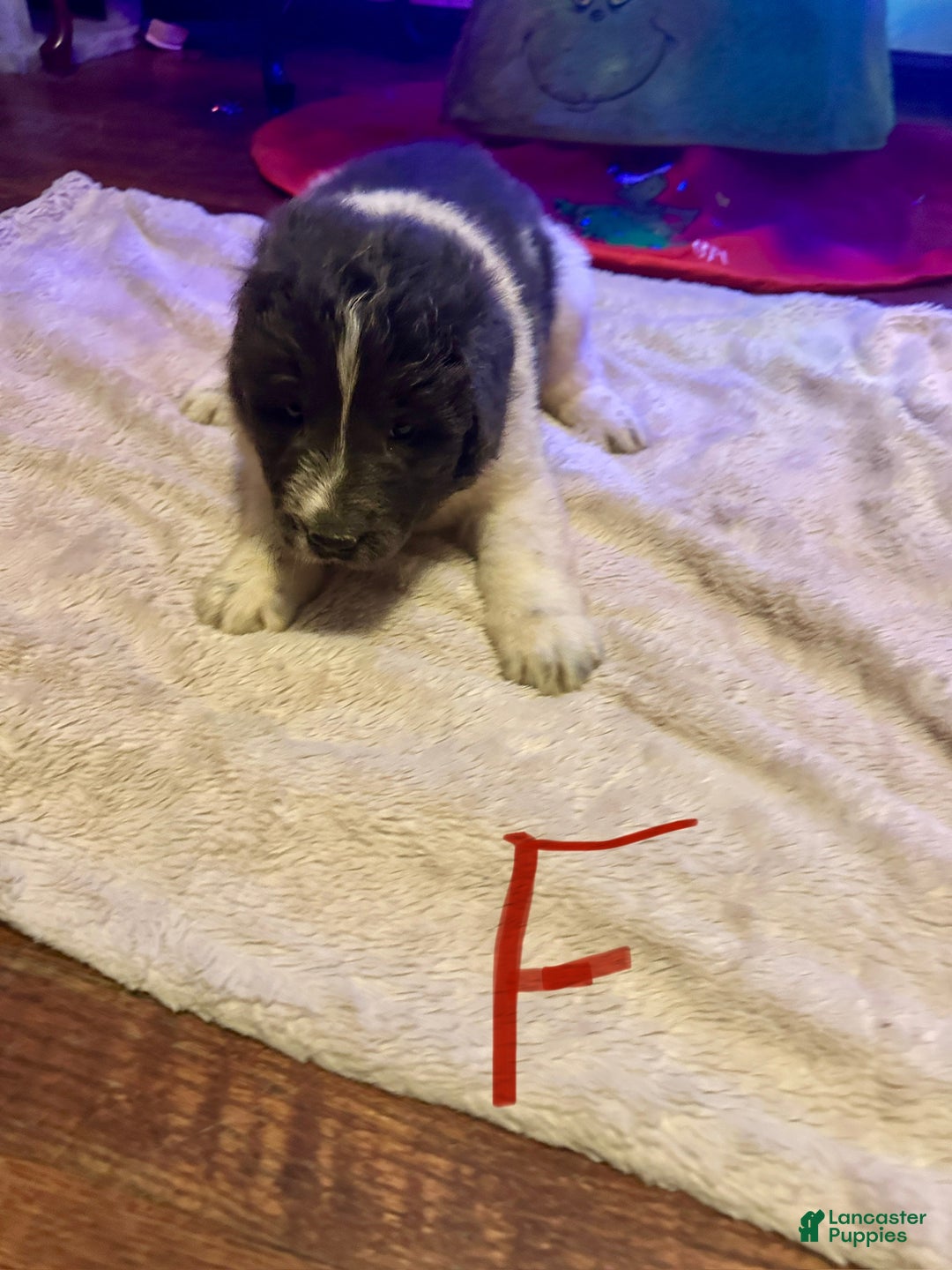 Newfoundland dogs for sale: Emma - Ad 1