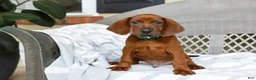Redbone Coonhound dogs for sale: Bolt - Ad 4