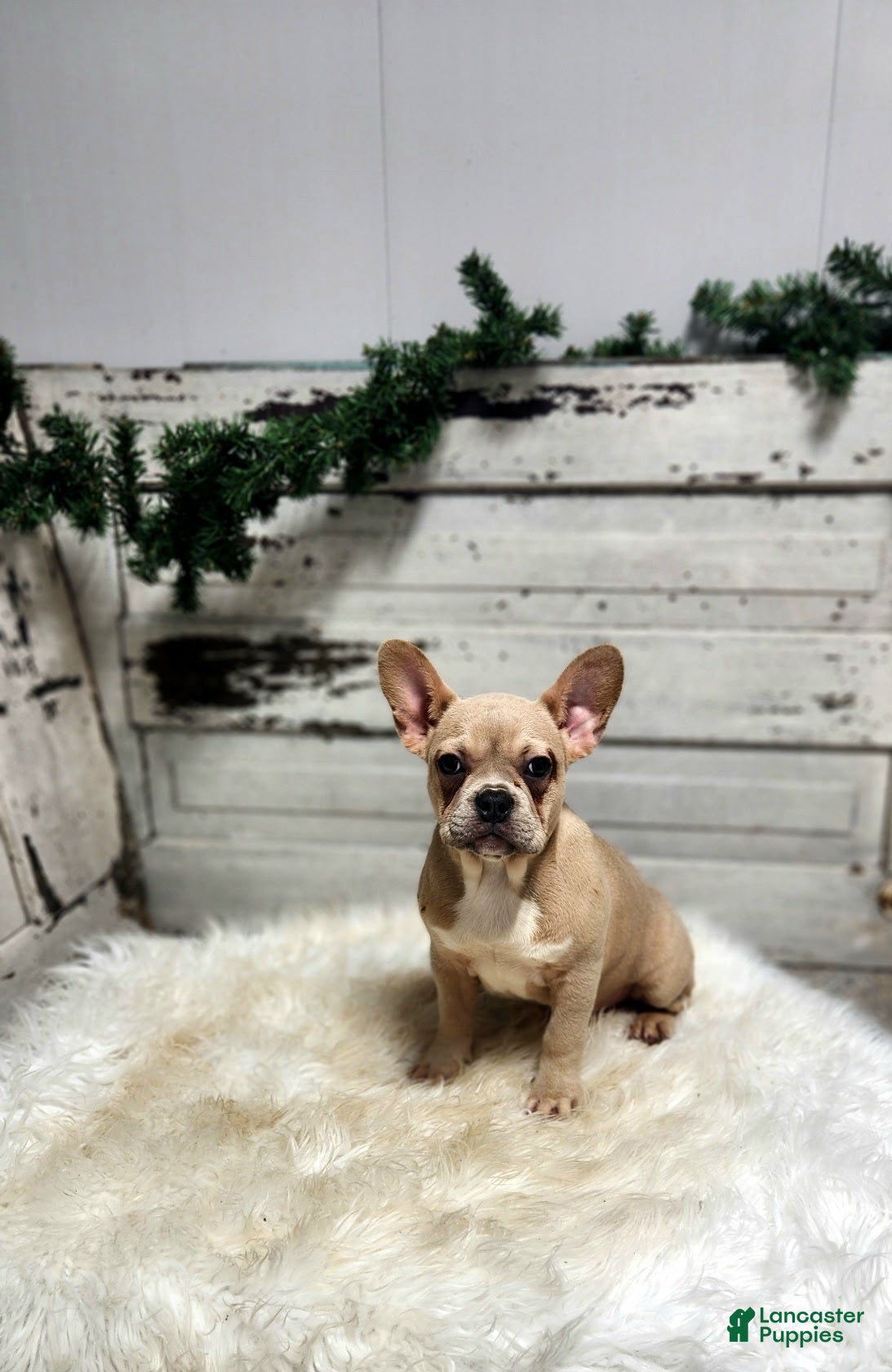 French Bulldog dogs Candace - Ad 2
