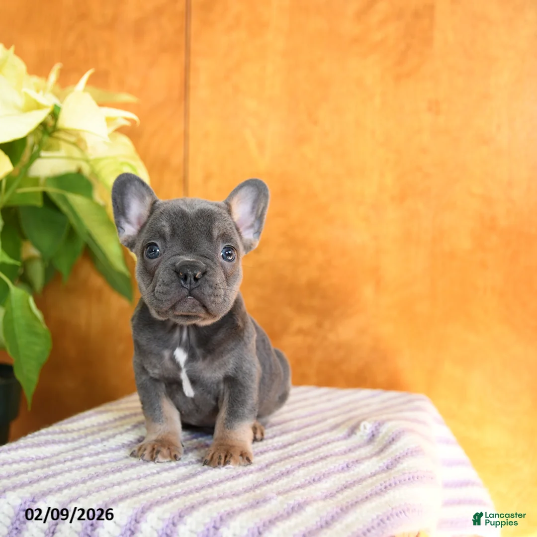 French Bulldog dogs for sale: Lilly - Ad 5